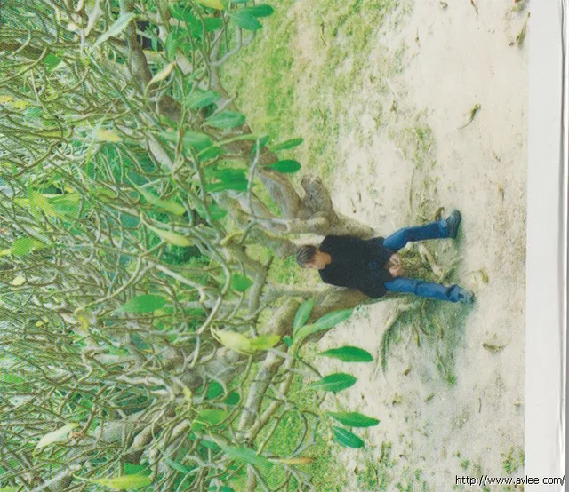 华语唱片30周年经典唱片集推荐0235 李克勤 一年半载